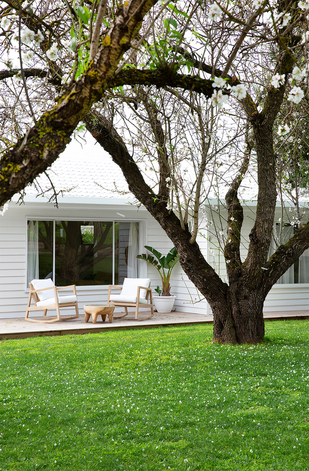 Outdoor deck with two natural wood rocking chairs featuring white cushions, accompanied by a rustic timber stool and a potted tropical plant. Set against a white weatherboard house with lush green lawn and blossoming tree branches in the foreground.