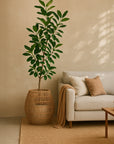 Sawa Basket used as a handwoven natural planter styled beside a neutral sofa with warm-toned cushions and soft sunlight in a modern living room